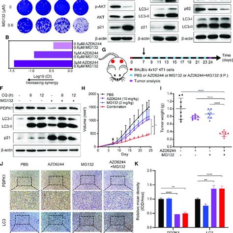 MEK inhibitors and proteasome inhibitors synergistically inhibited ... 