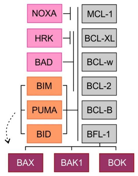 Binding profile of pro-apoptotic BH3 domain-only proteins and ... 