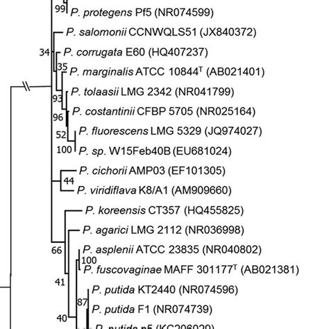 S Rrna Molecular Phylogeny Of The Genus Pseudomonas The Evolutionary