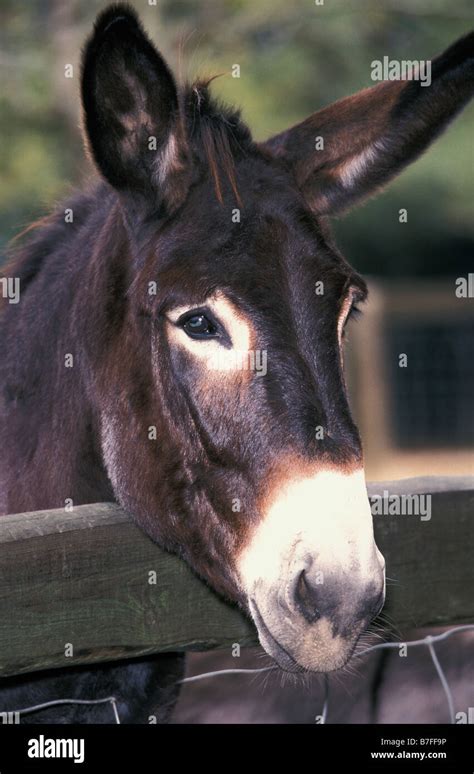 Maultier Mule Equus Domesticus X Asinus Foal Portrait Animals Domestic