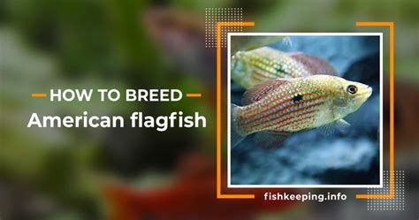 9 Step picture guide to breeding American flagfish - Fishkeeping.info