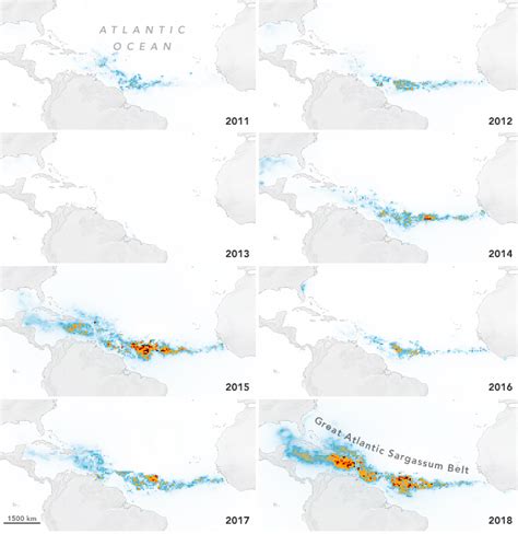 Volume Recorde De Algas Sarga O Come A Chegar S Praias Do Caribe E Da