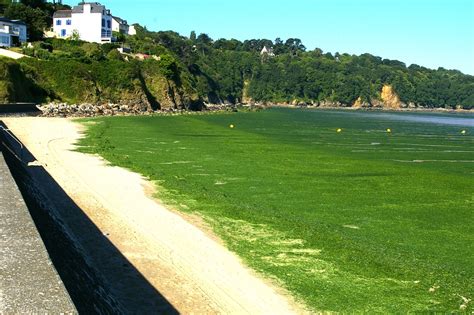 Marées vertes Eau et Rivières de Bretagne