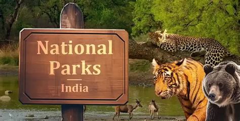 List of National Parks in India 2024: State Wise Complete List