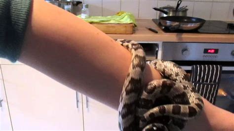 Anerythristic Corn Snake Youtube