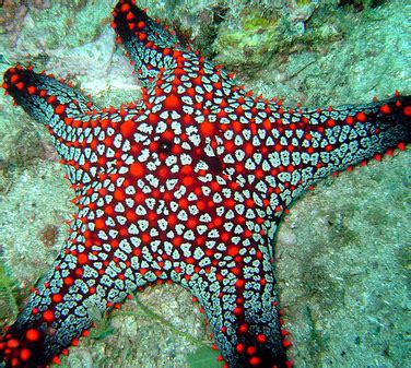 Starfish