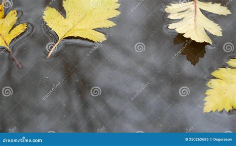 Yellow Autumn Fallen Oak Leaves Puddle On Grey Asphalt Fall Bare