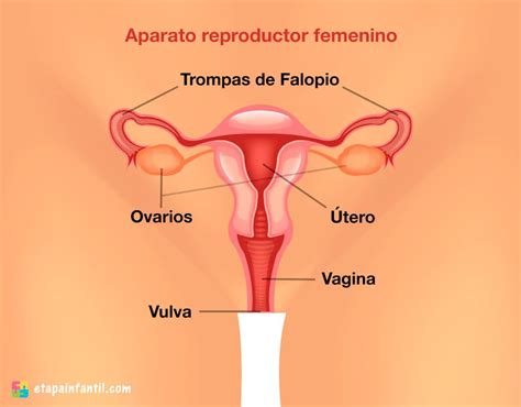 Aparato Reproductor Femenino Dibujo