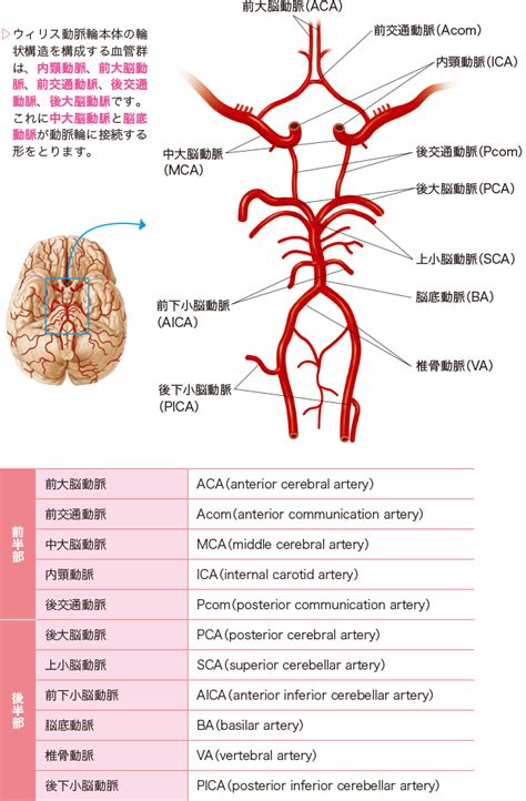 脳血管の全体像 | 看護roo![カンゴルー]