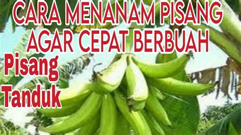 Tutorial Cara Menanam Pisang Agar Cepat Berbuah Youtube