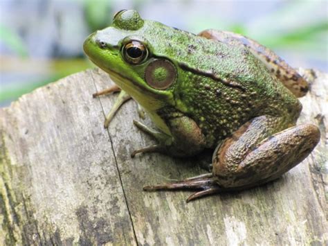 Green Frog The Canadian Encyclopedia