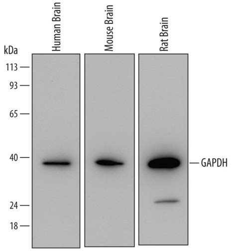 Gapdh Mouse Anti Human Clone R D Systems G Unlabeled