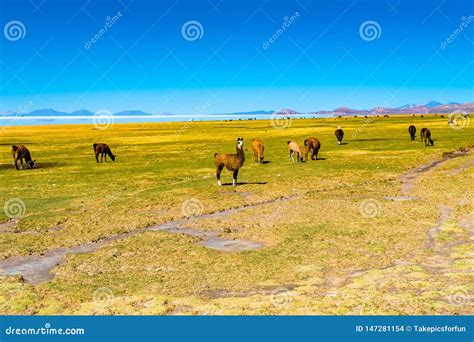 Llamas Grazing In The Field On The Shore Of Salar De Uyuni At The