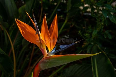 Colorful Bird Of Paradise Flower Blossom Strelitzia Reginae In Botanic Garden Tropical