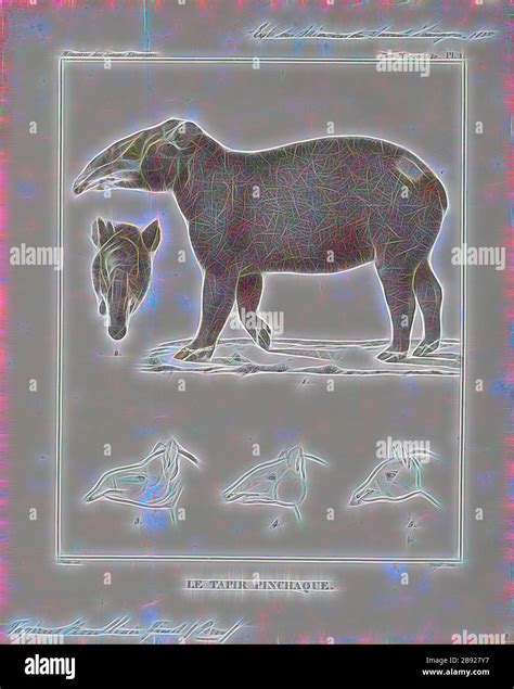 tapirus roulinii print  tapir   large herbivorous mammal