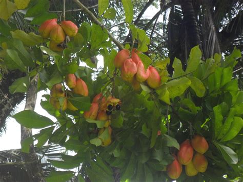 Ackee Information And Facts Hubpages