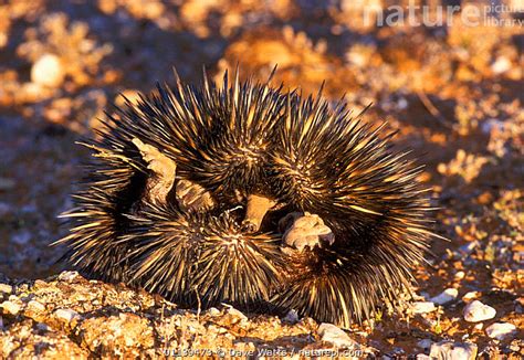 Stock Photo Of Short Beaked Echidna Tachyglossus Aculeatus Rolled Up