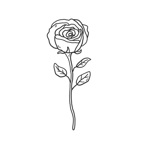 Rose with stem and leaves. Hand drawn doodle and linear drawing style ...