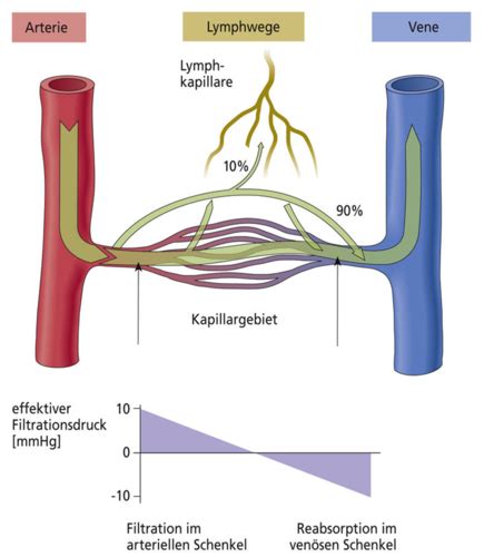 Aufbau Und Funktion Des Herzkreislaufsystems Aufbau Des