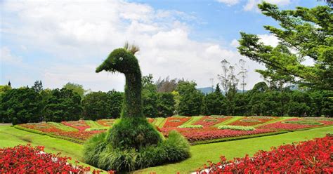 Gambar Pemandangan Taman Bunga – Materi Belajar Online