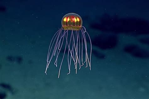 Expedition Finds Mesmerizing Jellyfish Near The Marianas Trench Azula