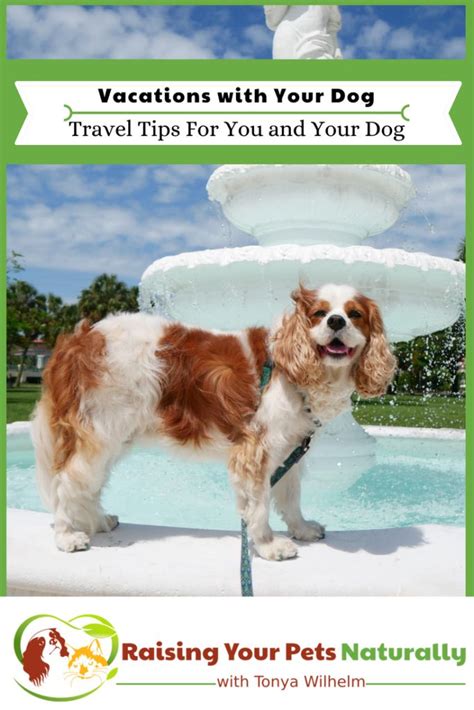 Traveling with dogs. Travel safety and tips when you take a pet ...