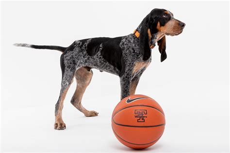 Major University Of Tennessee Mascot Tennessee Volunteers | American