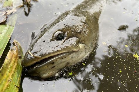 Fishing for Dinosaurs: Why the Ancient Bowfin Has a New Cult of ...