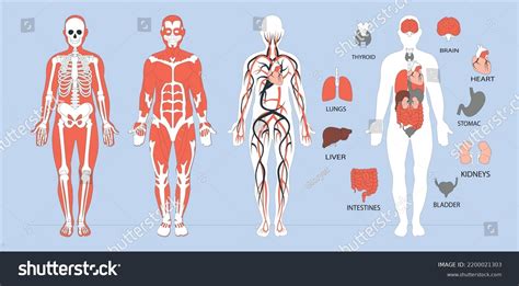 Main Functions Kidney Images Stock Photos Vectors Shutterstock