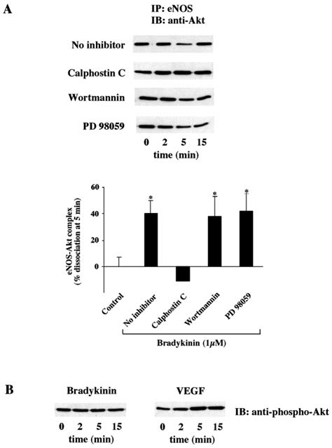 Effects Of Protein Kinase Inhibitors On Bradykinin Induced Dissociation