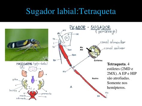 Morfologia Externa Cabeça E Apêndices Cefálicos