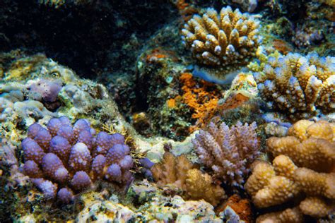 Why Restoring Coral Reefs Is So Important Ecoya Australia