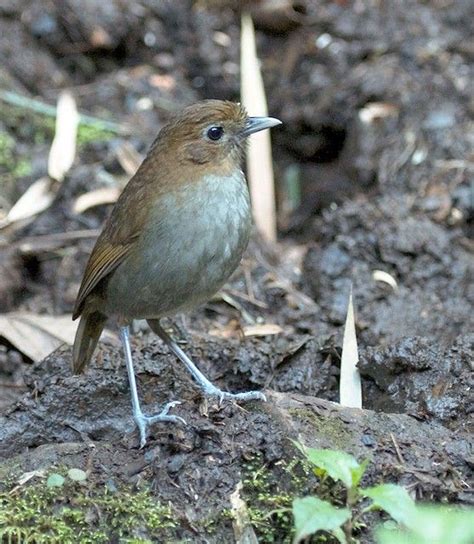 22 Birds That Start With U Sonoma Birding