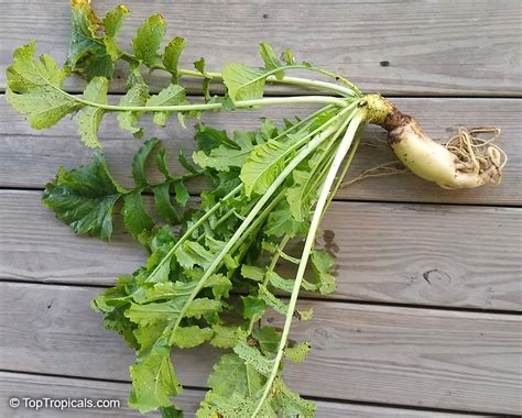 Raphanus Sativus Daikon Winter Radish Oriental Radish Long White Radish