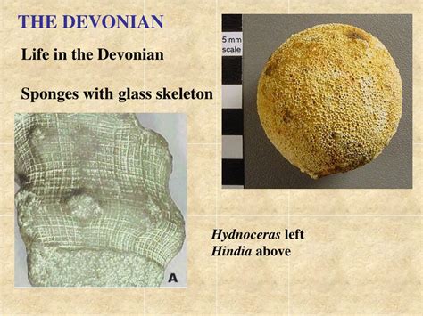 PPT - THE DEVONIAN PowerPoint Presentation, free download - ID:2687448