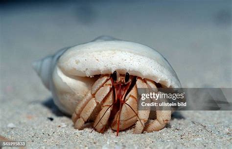 Land Hermit Crab Photos And Premium High Res Pictures Getty Images