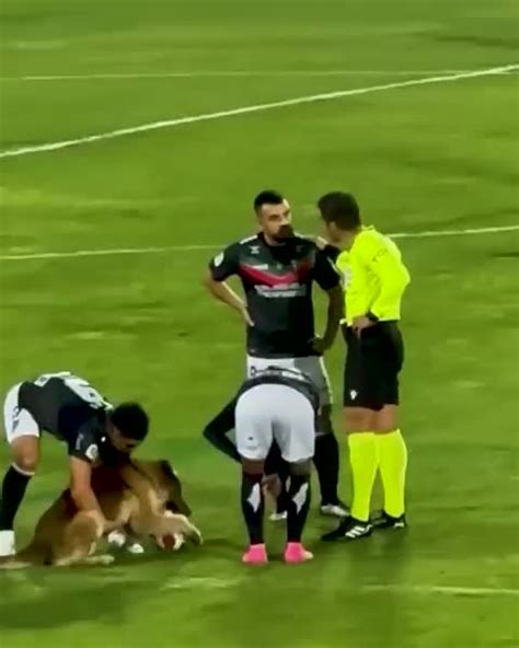 Perro quería jugar a pelota Meme subido por Paradoxod Memedroid