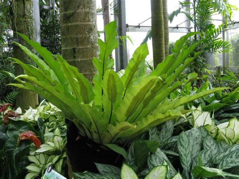 Bird S Nest Fern Asplenium Nidus Guide Our House Plants