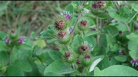 La Bardana Menor Arctium Minus La Planta Que Inspir El Invento Del