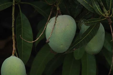 Banganapalli Mango Farming In India A Guide To Planting Care Pests