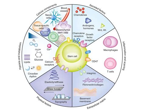 2 Composition Of The Stem Cell Niche Cellular Components Secreted