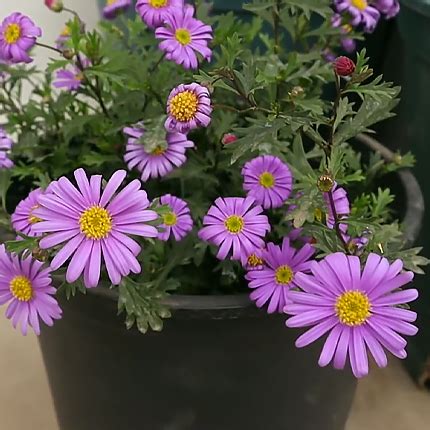 Брахикома: выращивание, посадка и уход - Flowers.ua