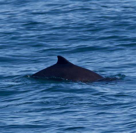 Harbor Porpoise Sea Otters And Sea Lions Santa Cruz Whale Watching