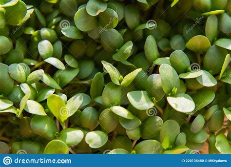 Micro Greens Sprouts Of Flax Stock Photo Image Of Grow Natural