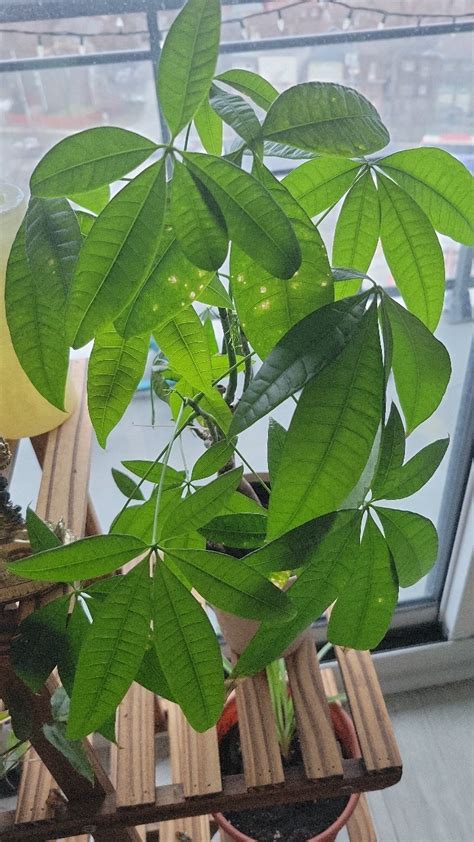 How To Treat Brown Blotch Disease On Money Tree