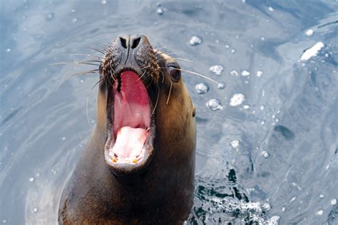 Sea Lion - National Maritime Historical Society