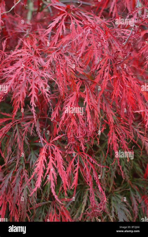 Acer Palmatum Dissectum Filigree Banque De Photographies Et Dimages à Haute Résolution Alamy