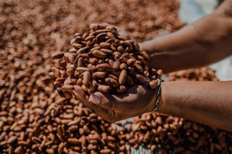 Ilhéus A Terra do Cacau Revista Sabores do Sul