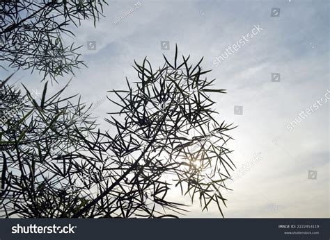 Silhouette Leaves Kurrajong Tree Scientific Name Stock Photo 2222453119