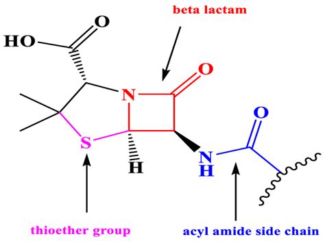 General structure of β-lactam antibiotics. | Download Scientific Diagram